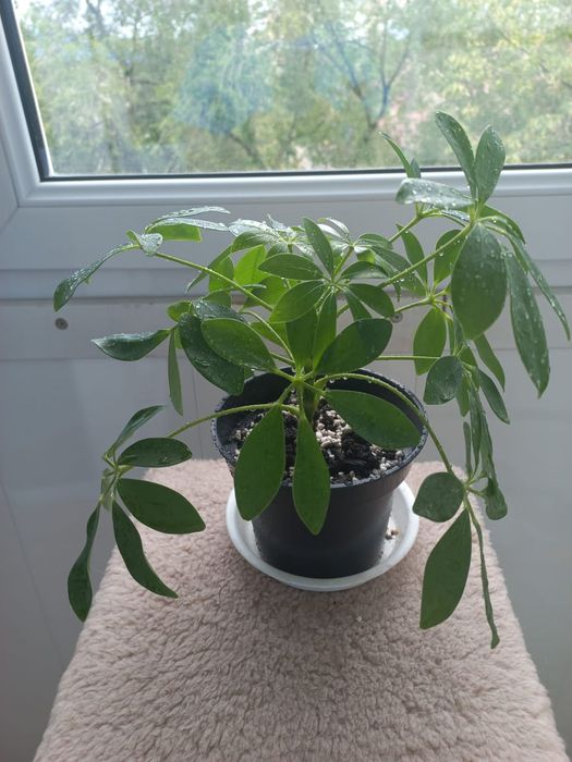 Шефлера ростки и 1 фикус Бенджамина