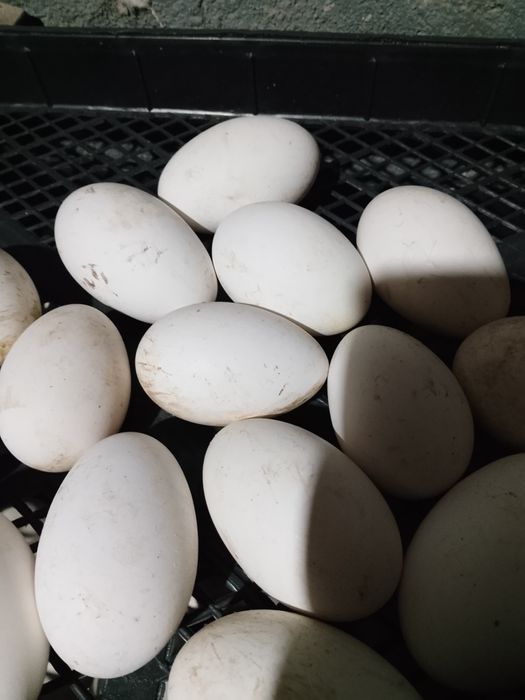 Гусиные яицо инкубационное