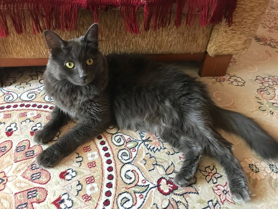 Отдам кота в хорошие руки