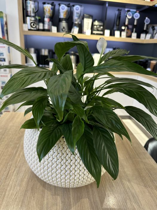 Комнатные растение-Красота и польза