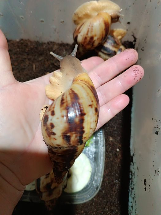 Улитки. Ахатины, косметологические.