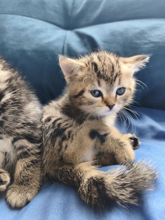 Котята Шотландцы