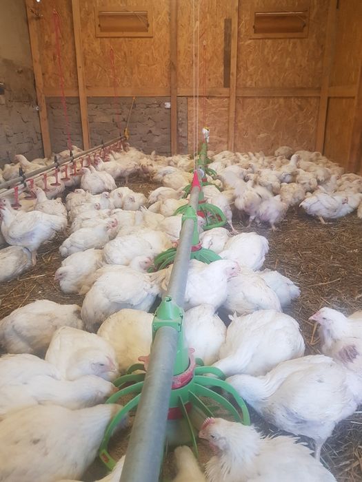 Pui albi și rasă mixta /găini