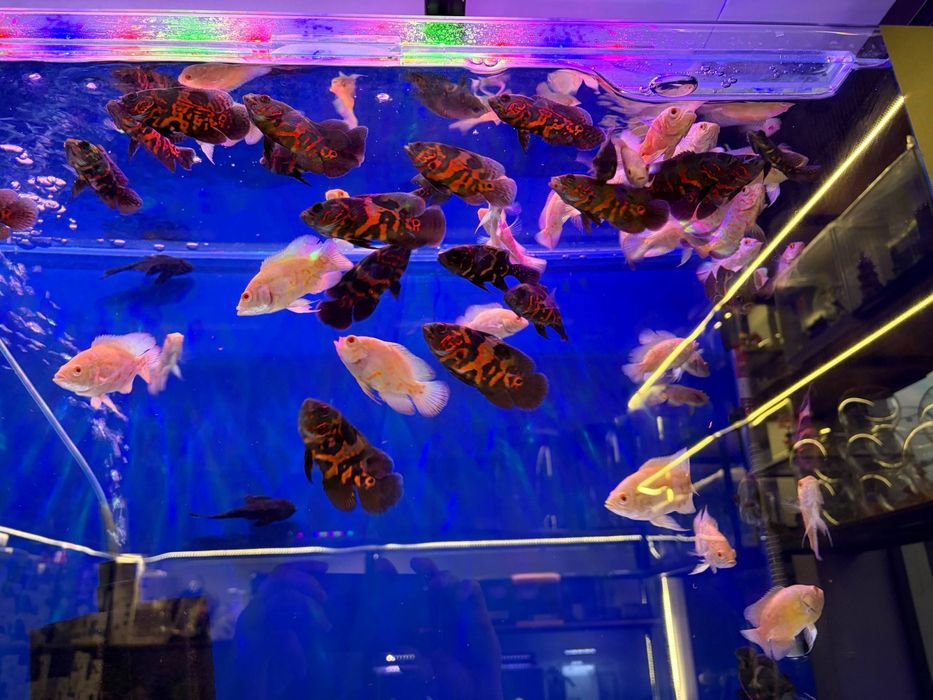 Baliq magazing assartiment kotta