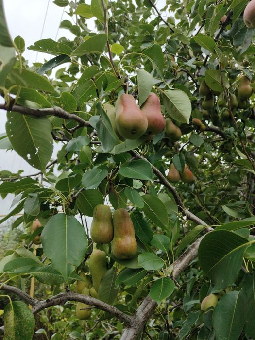 Продам грушу сладкую, сочную