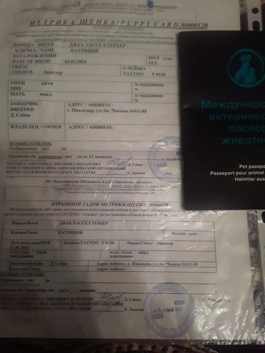 Продам джек рассел терьер с родословнойр