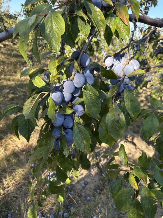 Vand prune pentru tuica/palinca