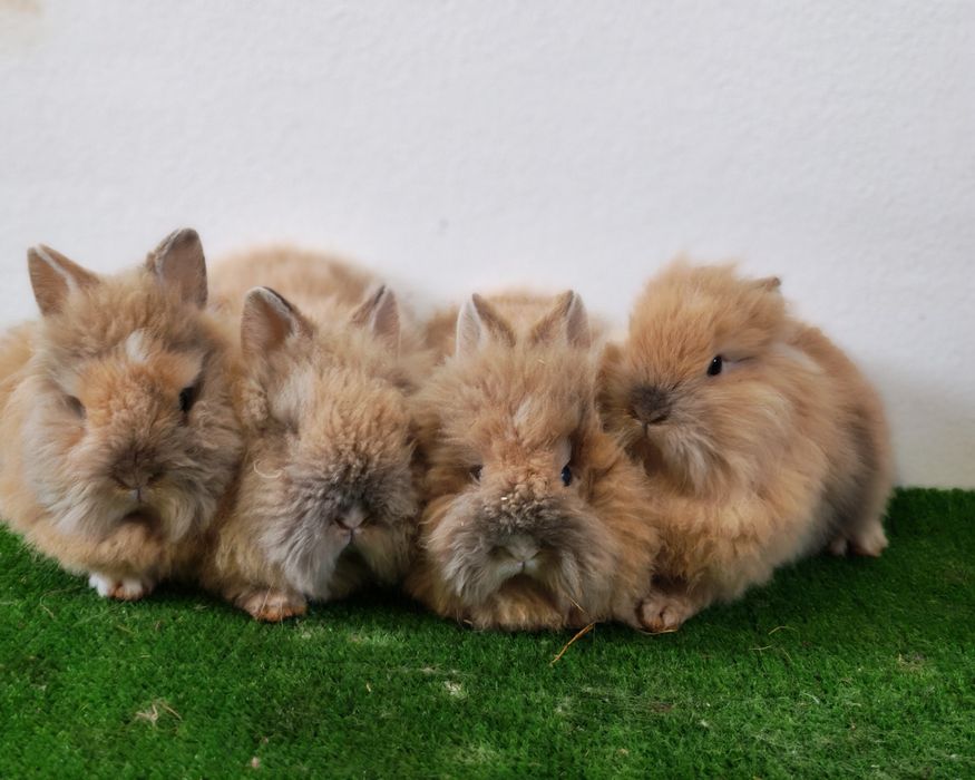 Iepurași cap de leu pitic