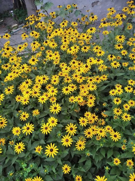 Рудбекия классическая