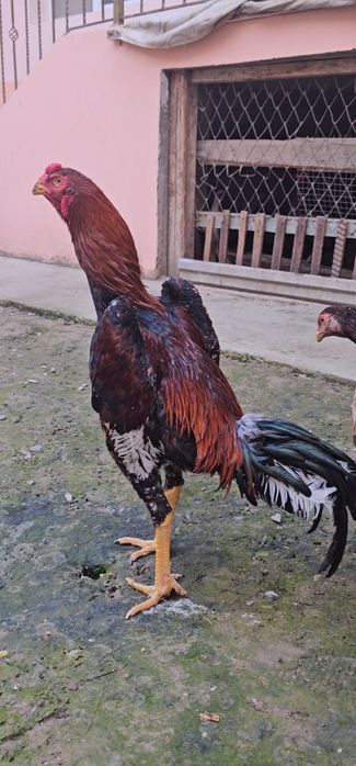 Nems o shamo.  TUXUMI.  tozza privaznoyla