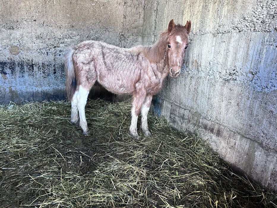 Ерке жабагы тай жеребенок Мальчик