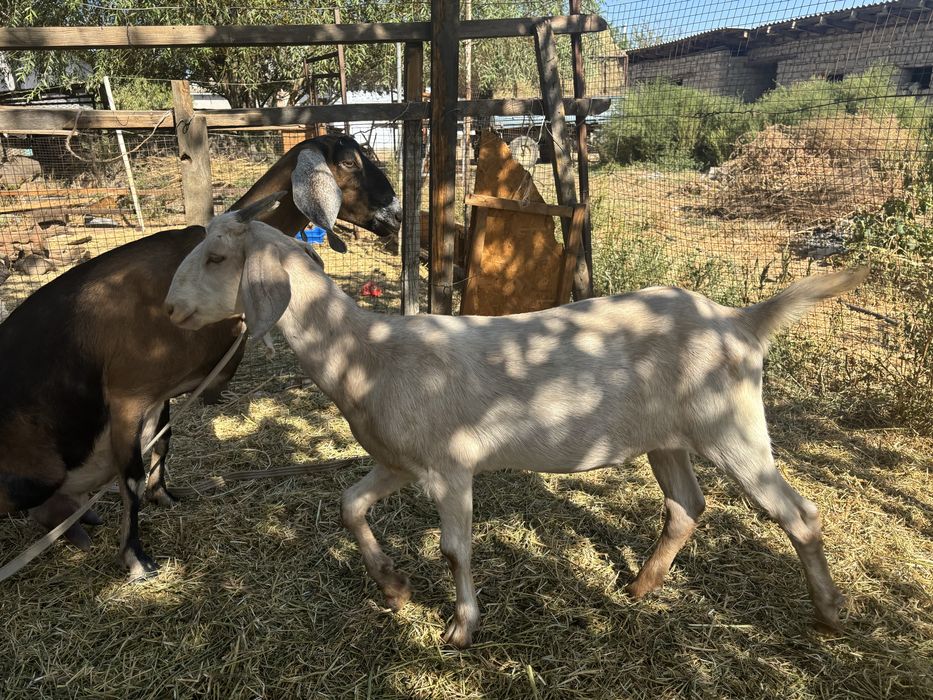 2 теке мен ешкілер сатылады