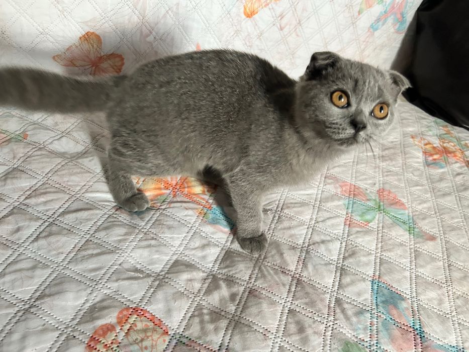 Puiuti scottish fold