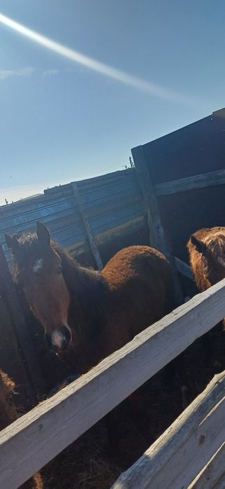 Продам тай 1  годоловый