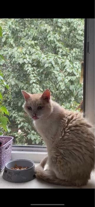 Пристраиваю кота . Очень дерзкий, красивый и игривый кот