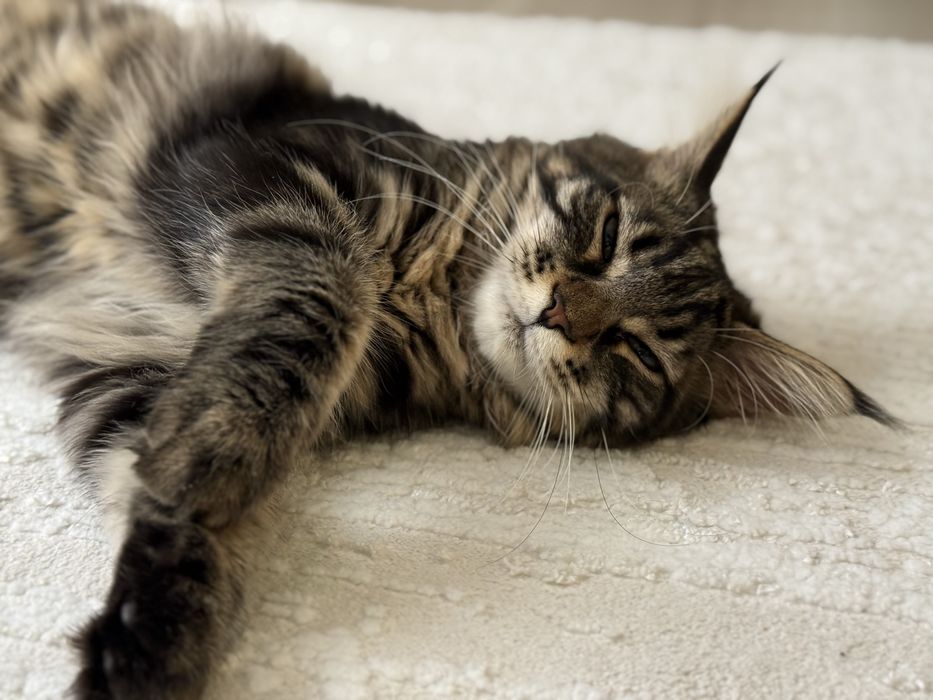 Котенок Мейн-кун