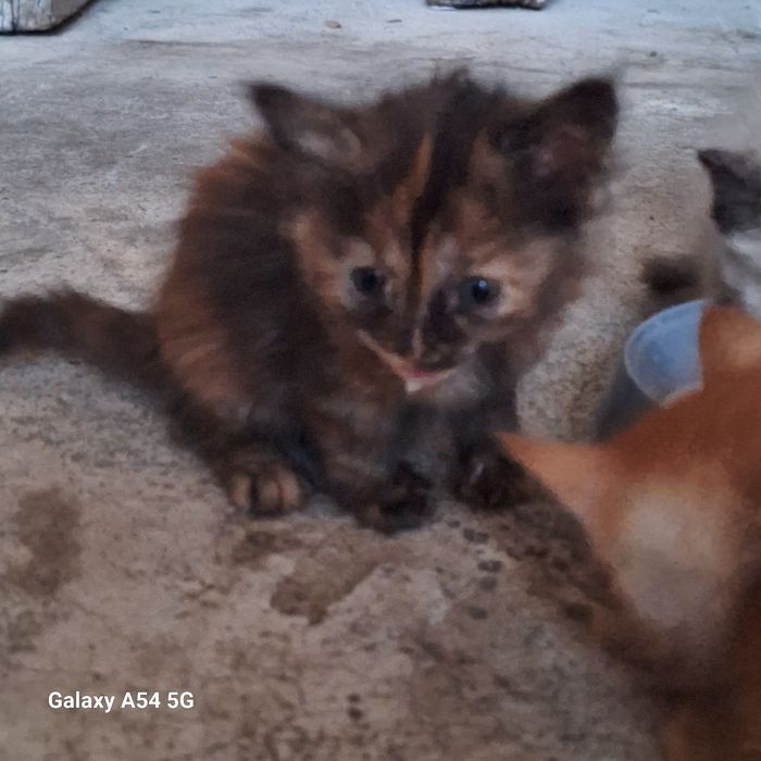 Отдам катят бесплатно в добрые руки