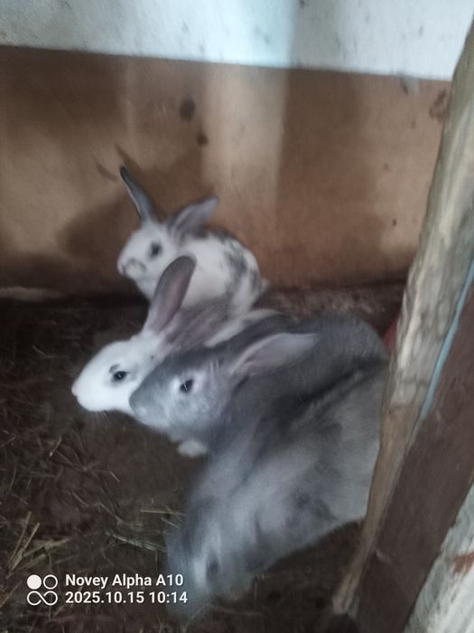 Кролики 4 штука quyonlar 4 ta sotiladi zotdor 1 yilda 2 3 marta bolili