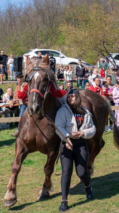 Armăsar de vânzare