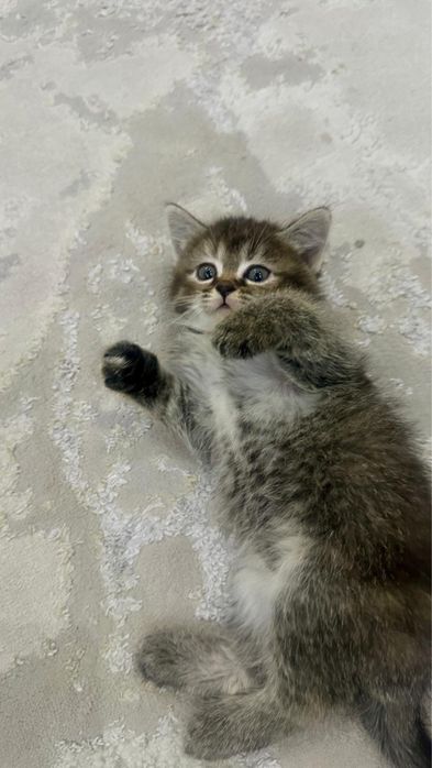 котята 1 месяц метисы