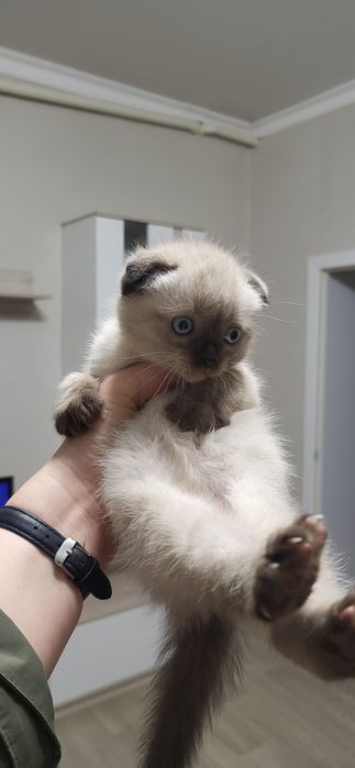 Отдам котят в надежные руки!