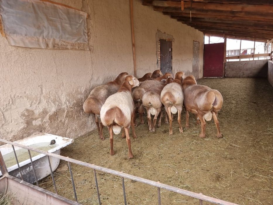 Бараны,қойлар,тоқтылар