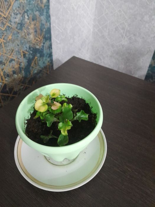 Панданус (пальма) и др.