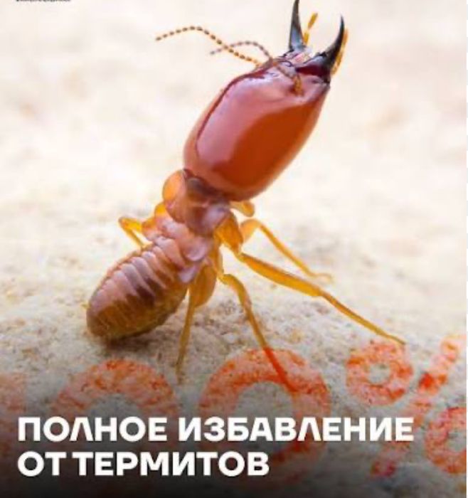 Термит, кандала, таракан, бурге жою