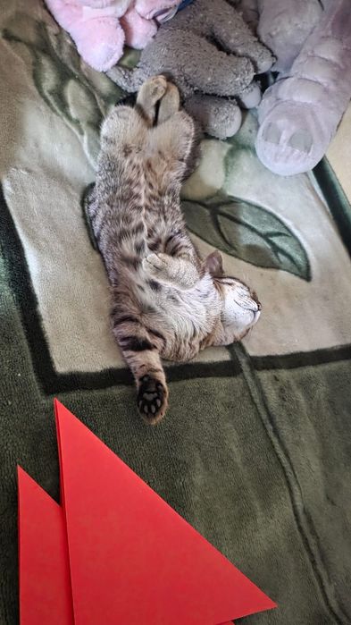 Отдам котенка в добрые руки