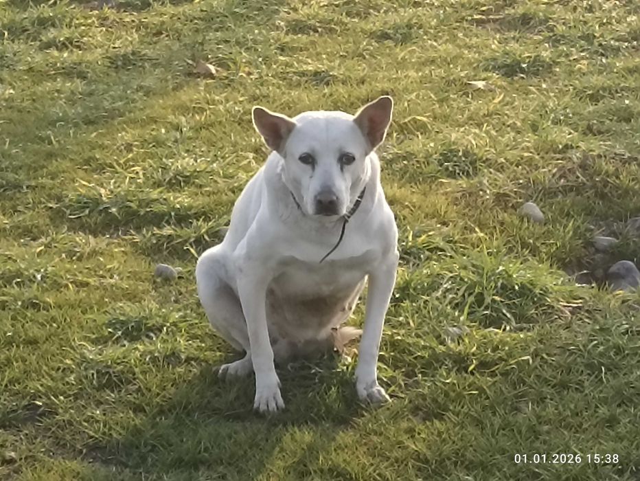 Кто потерял собаку?