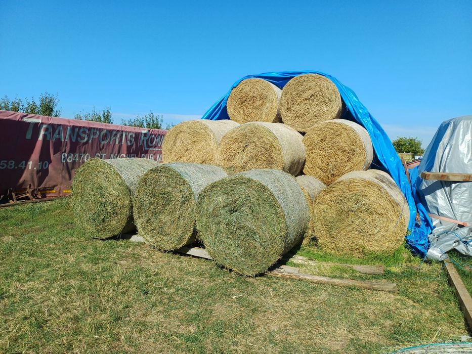 Baloti lucerna, calitate superioara