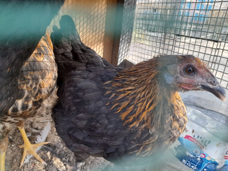 4 oylik xonagi jujalar