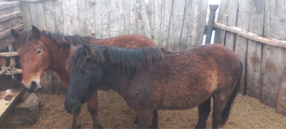 Продам кунан откорм