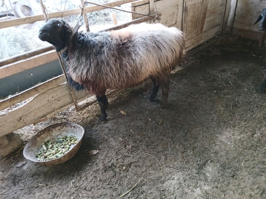 Кучкор сотилади, соглом, емланиб турибди.