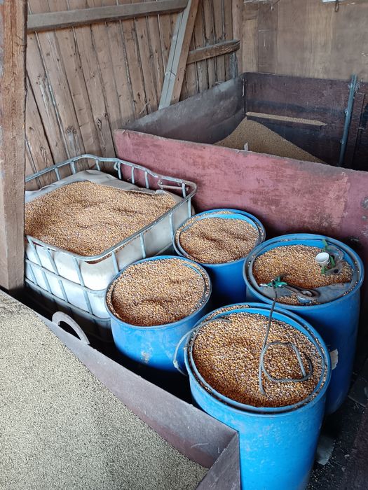 Vând porumb, orzoaică, grâu, triticale