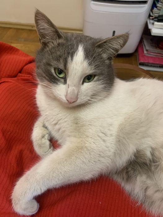 Найден кот! Ищу хозяев или усыпят!