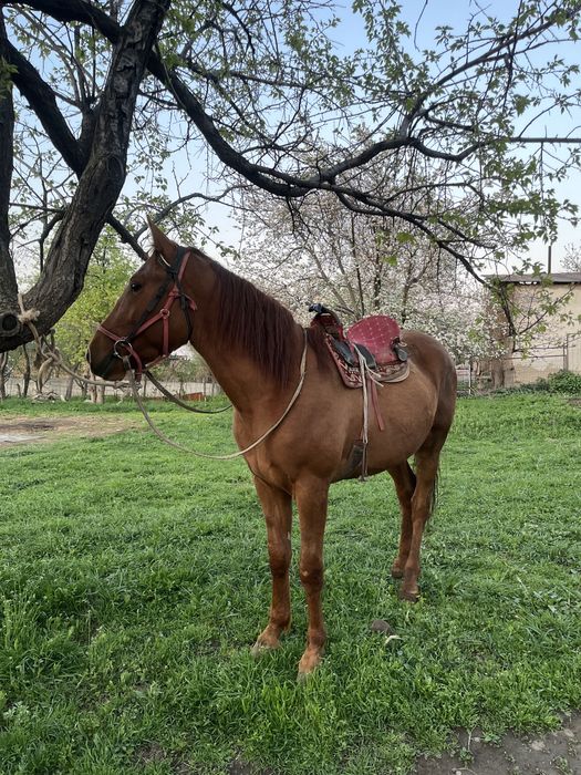 Кровленый донен