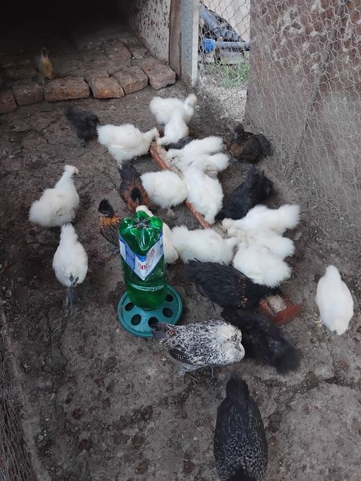 Pui de mătase japoneză