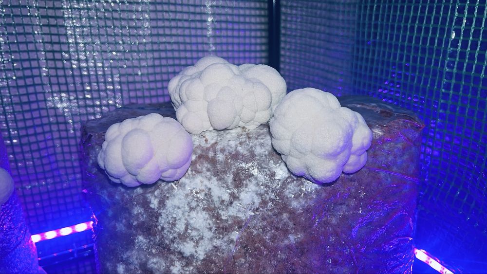 Ciuperci Lion’s Mane (Coama leului)