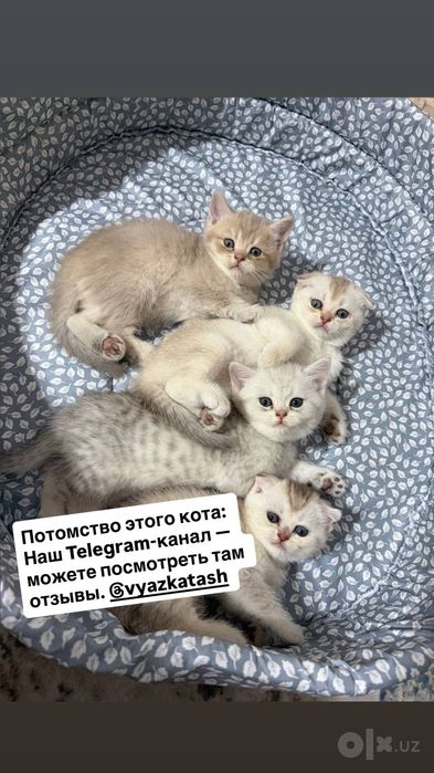 ВЯЗКА британский кот Серебристая Шиншила vyazka mushuk nasil olishga