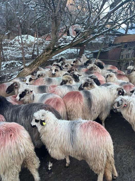 Oi Țurcane de vânzare
