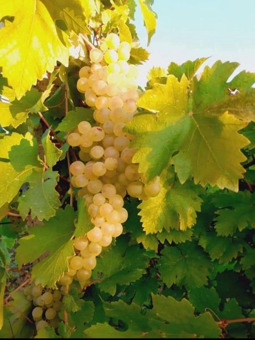 Struguri de masa si struguri de vin