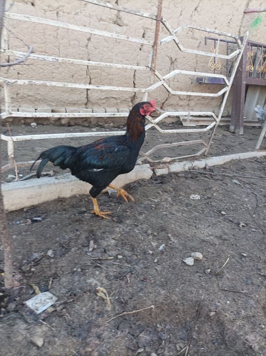 Dakan xoʻroz sotiladi