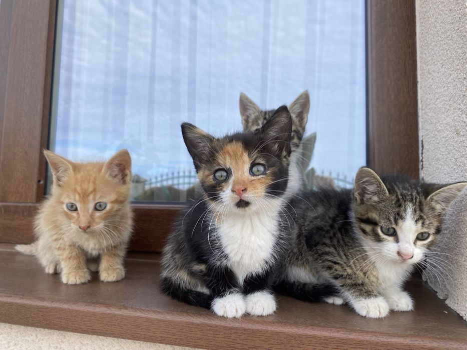 Ofer spre adoptie 5 pui de pisica, in varsta de 2 luni