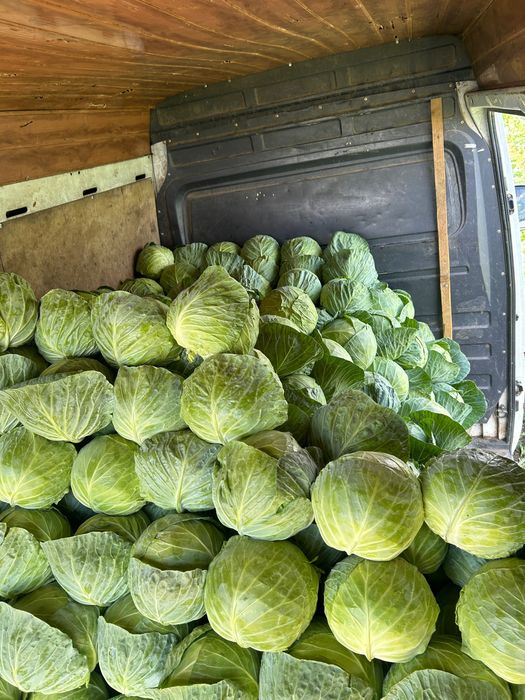 Varză de vânzare pentru tot sezonul