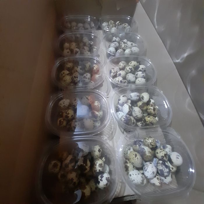 Продаётся яйцо перепелиное