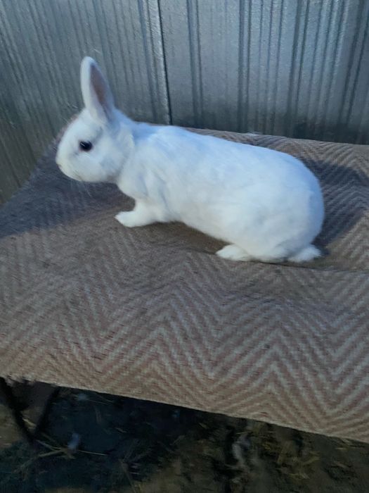 Disponibila o femela pitic