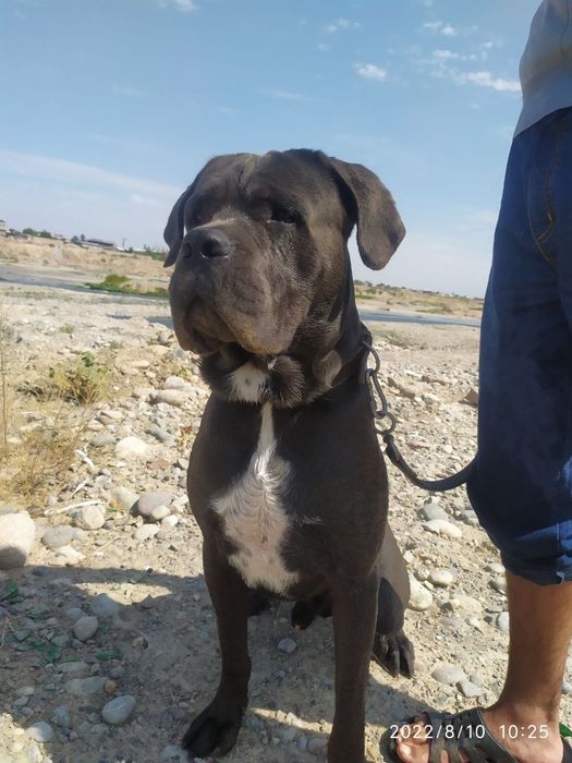 Кане-корсо ищет невесту для ВЯЗКИ