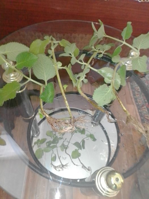 Продам комнатную мяту