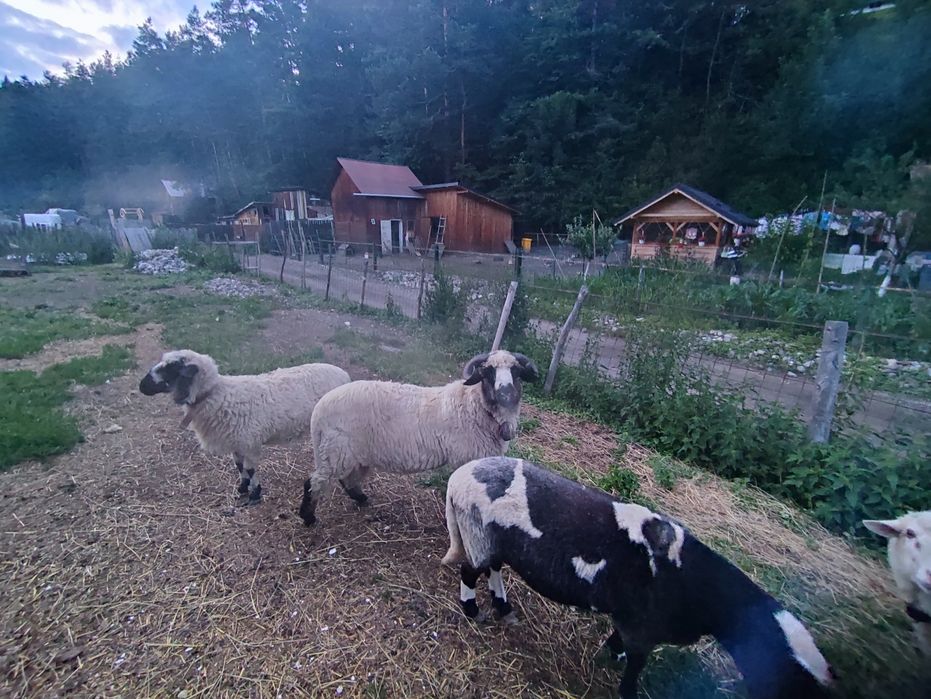 Vând 2 berbeci unul de 1 an și unul de 2 ani
